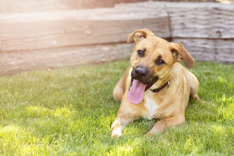 Creating a Pet-friendly Back Yard | Seven Hills Veterinary Hospital