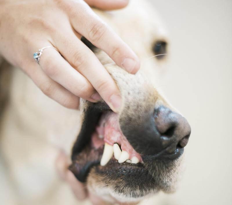 how important is it to have your dogs teeth cleaned