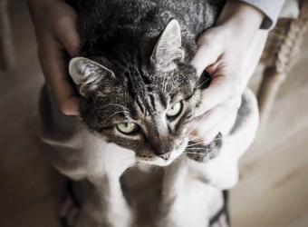 Why Cats Knead: Your Pressing Questions Answered!