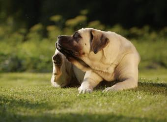 Spring Into Action: How To Combat Pet Allergies