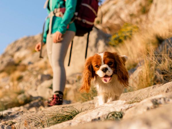Small dog hiking with a woman