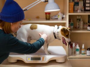 Dog on vet scale