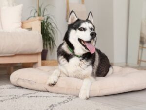 Happy husky on dog bed.