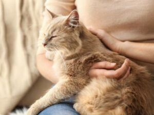 Person holding fluffy cat