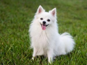 White fluffy dog, green grass