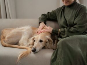Woman petting dog on couch