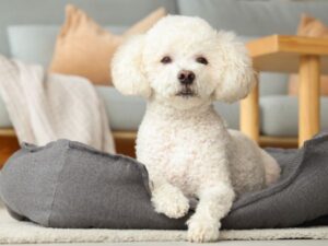 white dog sitting at home