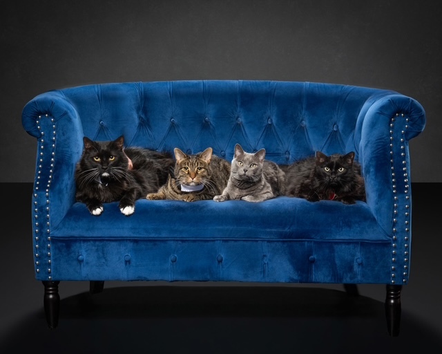 Four cats on sofa